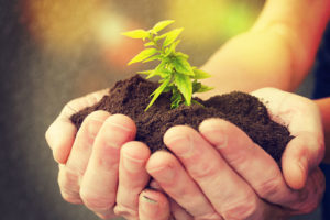 Image de L’été est là, quelques astuces de votre jardinier à domicile